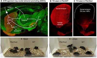 Hyperactive Response of Direct Pathway Striatal Projection Neurons to L-dopa and D1 Agonism in Freely Moving Parkinsonian Mice